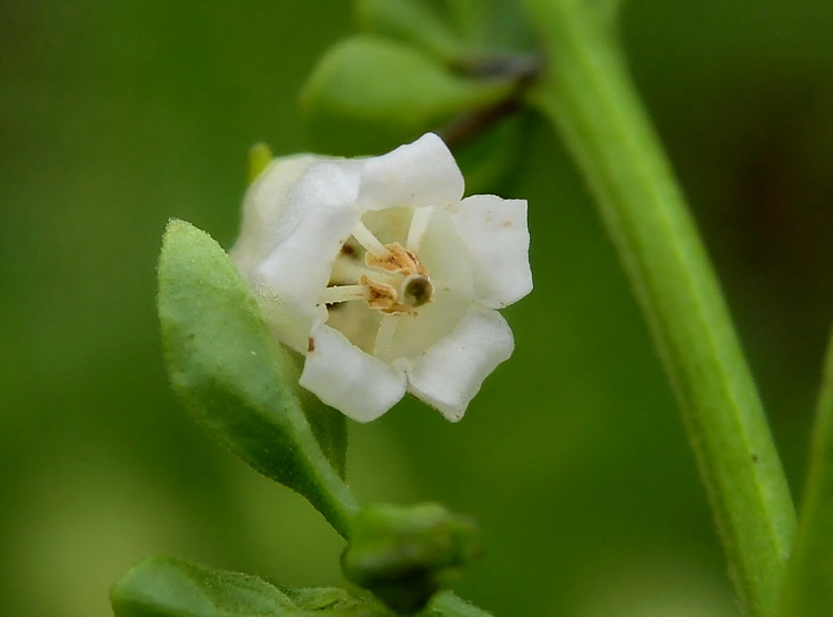 Salpichroa origanifolia - Salpicroa